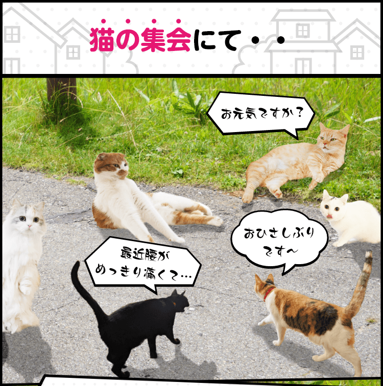 猫の集会にて… お元気ですか？ お久しぶりです～ 最近腰がめっきり痛くて…